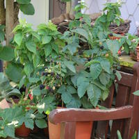 Lubera Lowberries