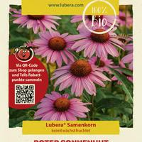 Plantes vivaces mi-hautes et hautes en bordure et plantes vivaces coup�es