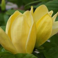 Magnolias nains