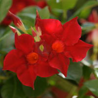 Plantes de massif et de balcon