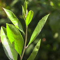 Herbes � tisanes de luxe