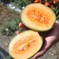 Plants de melons et past�ques