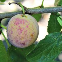 Mirabelles