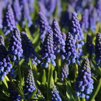 Muscari