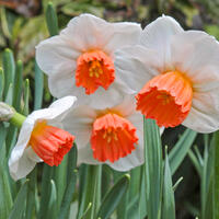 Narcisses � petite couronne