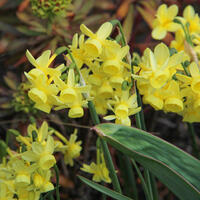 Narcisse � larme d'ange 'Angels Whisper'