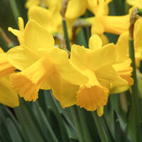 Narcisses odorants