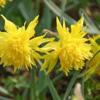 Narcisse � fleurs doubles 'Rip van Winkle'