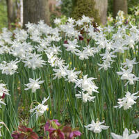 Narcisses des Gl�nan