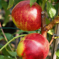 Nectarines � chair jaune