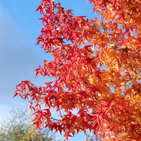 Liquidambar