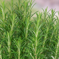 NOUVEAU Herbes XL (pot de 1,3 L)