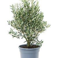 Grandes plantes d'int�rieur