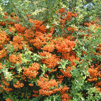 Pyracantha, buisson ardent