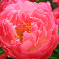 Pivoines vivaces