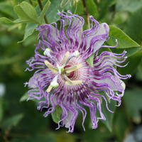 Plantes rampantes