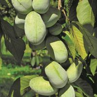 Asiminier, Pawpaw KSU Atwood�