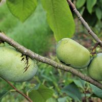Asiminier, Pawpaw, banane indienne