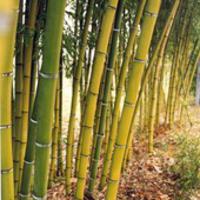 Bambou Phyllostachys