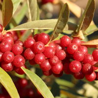 Chalef d'automne Pointilla� Amoroso�