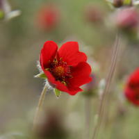 Potentille
