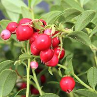 Airelles rouges