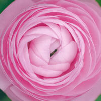 Renoncule des jardins 'Aviv' - rose