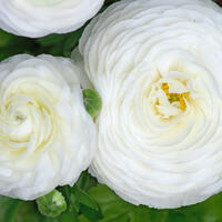 Renoncule des jardins 'Aviv' - blanc