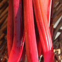 Plants de l�gumes