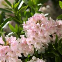 Rhododendrons nain