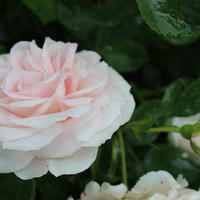 Rosiers couvre-sol