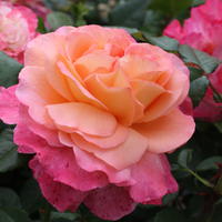Rosiers � grandes fleurs