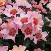 Rosiers de Perse