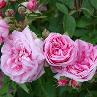 Rosiers grimpants anglais
