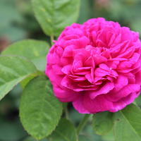 Roses � massifs
