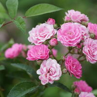 Roseasy� Rosiers simples