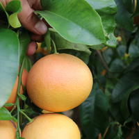 Pamplemoussier, Pomelos
