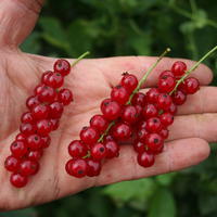 Cassis et groseilles � grappes : haute valeur ornementale