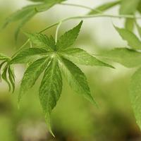 Plantes �dulcorants