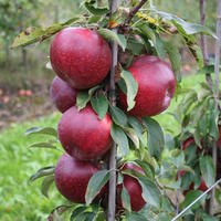 Pommier colonnaire Malini� Fresco�