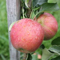 Pommier colonnaire Malini� Subito�