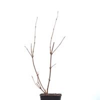 Sambucus nigra 'Black Lace'�
