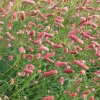 Pimprenelle - Sanguisorba
