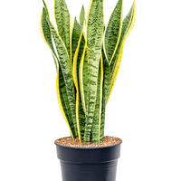 Sansevieria