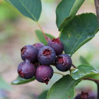 Amelanchier alnifolia