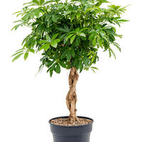 Aralia