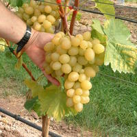 Vigne 'Grosso Arkadia'
