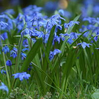 Scille bleue