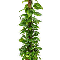 Plantes suspendues