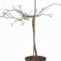 Rotbuche 'Rohan Weeping' Zierst�mmchen